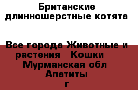 Британские длинношерстные котята - Все города Животные и растения » Кошки   . Мурманская обл.,Апатиты г.